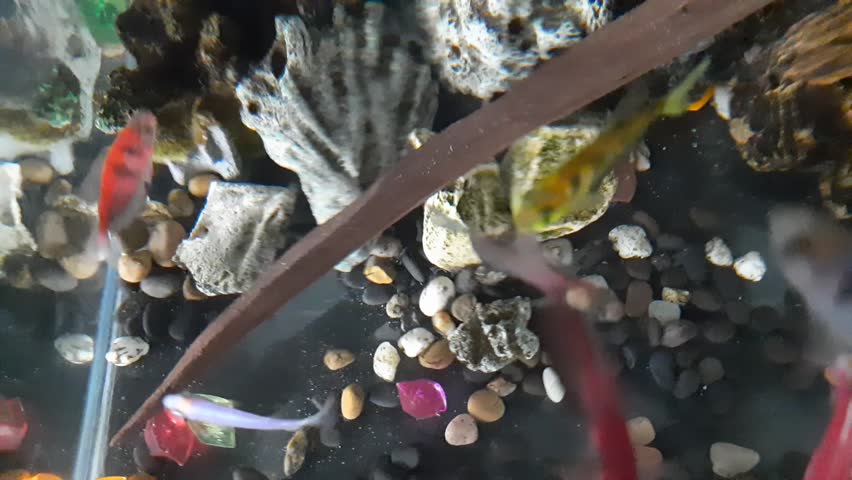 High angle of colorful freshwater ornamental fish in an aquarium with fairly calm water.