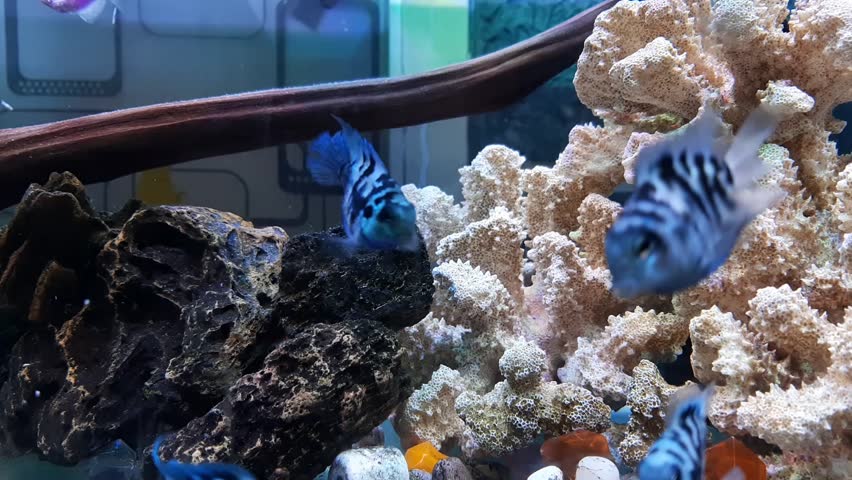 Freshwater ornamental fish convict cichlid or Amatitlania nigrofasciata with a white coral rock background in an aquarium.