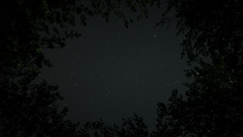 Stars on night sky behind tree branches. Silhouette of tree leaves with stars glittering. Camera zooms in moving through the branches.