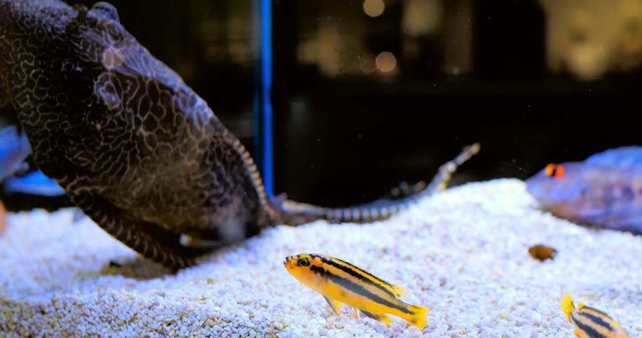 Colorful small tropical fish gracefully swimming near large striped raphael catfish resting on pristine white sandy aquarium bottom, revealing peaceful underwater ecosystem. Concept of aquarium fish