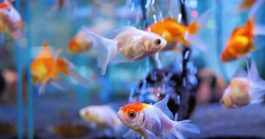 Goldfish gracefully swimming in aquarium, oxygen bubbles rising, creating peaceful underwater scene with vibrant orange and white fish moving through clear water. Concept of aquarium fish