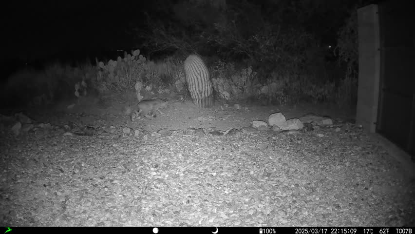 Bobcat stealthily stalking prey at night in Sonoran Desert