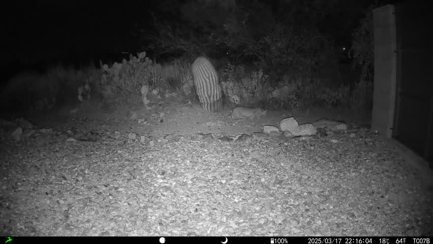Bobcat stealthily stalking prey at night in Sonoran Desert
