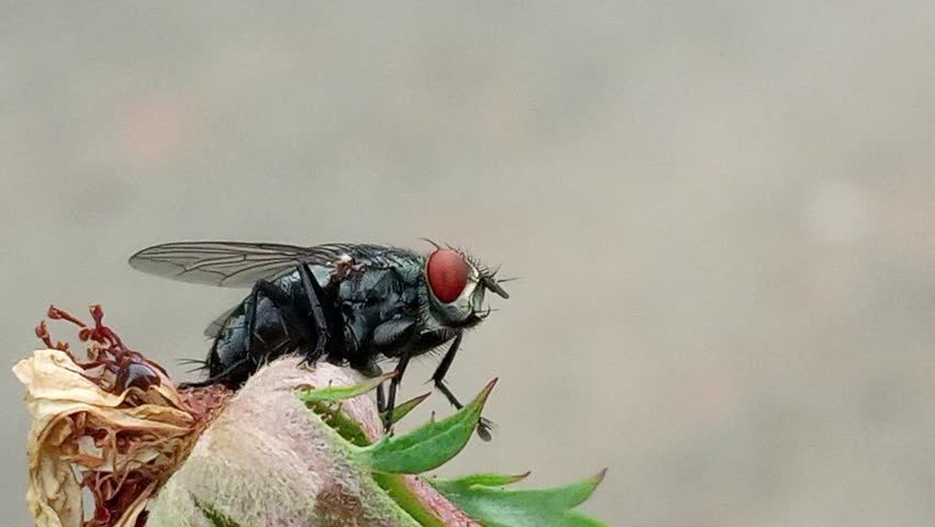 indonesia 28 apr 2025 - a fly landed on a wilted white rose