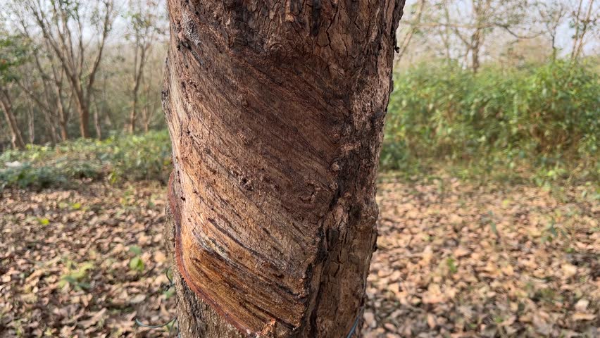 Rubber making materials are being collected from rubber trees.