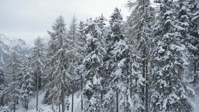 A dense forest of snow-covered evergreens blankets a hillside, creating a serene and quiet winter scene - Powered by Shutterstock - Get 15% off with code: PIKWIZARD15