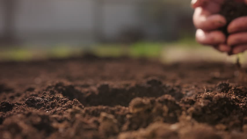 Farmer hands planting green seedlings of vegetable crops in fertile soil close-up