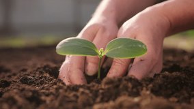Farmer hands planting green seedlings of vegetable crops in fertile soil close-up - Powered by Shutterstock - Get 15% off with code: PIKWIZARD15
