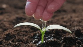 Farmer hand watering green sprout seedling in ground in sunlight close up, agriculture concept - Powered by Shutterstock - Get 15% off with code: PIKWIZARD15