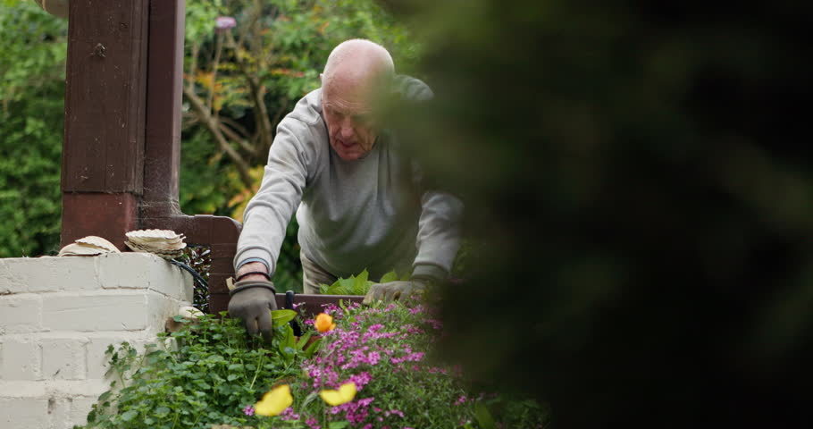 Old man, garden and landscaping for plants, gloves and hobby for retirement, yard or gardener. House, nature and outdoor for gardening growth and free time for home improvement or maintenance