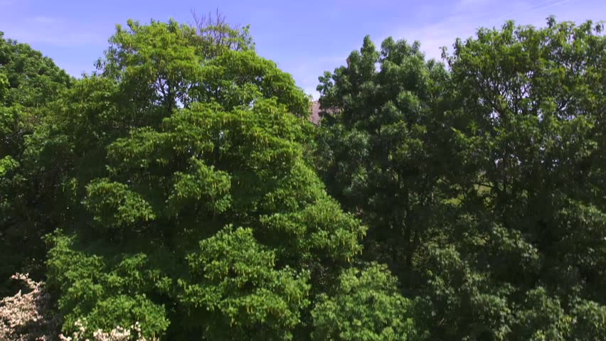 Drone footage of the ancient Corfe Castle ruins in Dorset, England, emerging above dense green trees under a clear blue sky during daytime