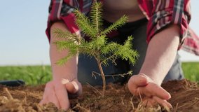 Woman planting young spruce tree sprout into soil, greening environment - Powered by Shutterstock - Get 15% off with code: PIKWIZARD15