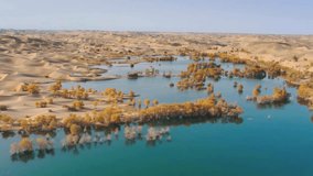 Aerial View of Desert Oasis with Turquoise Water and Dead Trees - Powered by Shutterstock - Get 15% off with code: PIKWIZARD15