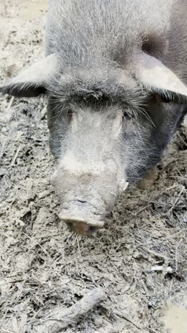 Close-up of Pig’s Snout from Above, Sniffing the Ground in Muddy Pigpen, Rustic Farm Setting with Simple, Untouched Rural Life, Muddy Ground and Natural Surroundings, Pig Moving in its Cozy Enclosure.
