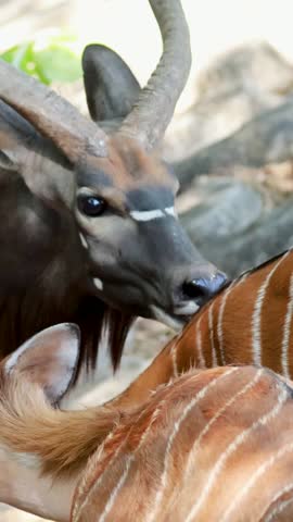 Nyala antelopes interacting in a forest setting