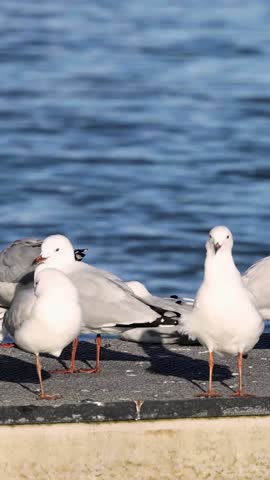 Seagulls interacting on a sunny seaside pier