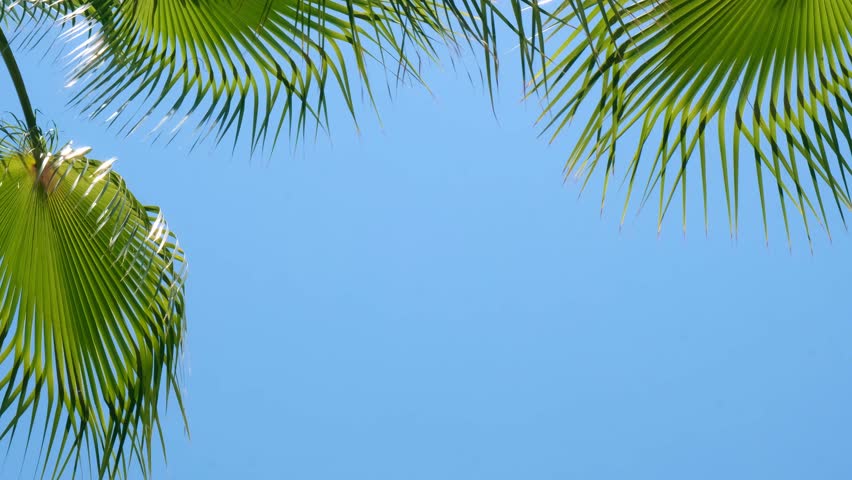 Close up of palm leaf. Tranquility calmness relaxation and wellbeing. Abstract minimal design background decor template mockup. Concept of tropical exotic plant. Warm sunbeam sunlight shadows through