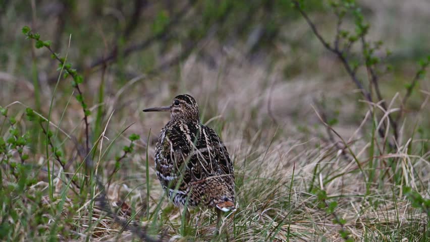 Great Snipe facing away from camera, partially concealed in ground vegetation, emitting mating call during courtship.