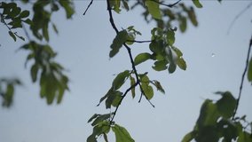 A magical sight unfolds as fireflies glow and dance through branches under India’s moonlit sky. - Powered by Shutterstock - Get 15% off with code: PIKWIZARD15