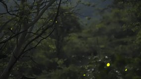 Patterns of fireflies blink together in harmony, Glowing the Indian Forest on a moonlit midnight jungle. - Powered by Shutterstock - Get 15% off with code: PIKWIZARD15