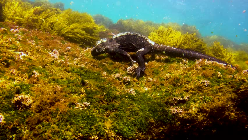 Underwater scene captures a Galápagos marine iguana grazing on sea algae. Shot in the vibrant coastal waters of the islands, this footage highlights the species’ unique adaptation to aquatic life