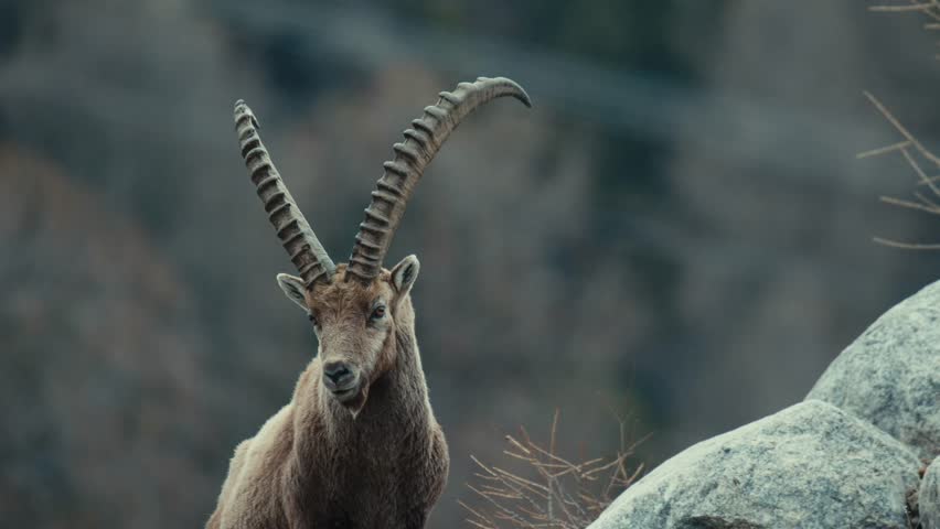 Beatiful Ibex majestically checking his surroundings in an moody ambient in the Swiss Alps
