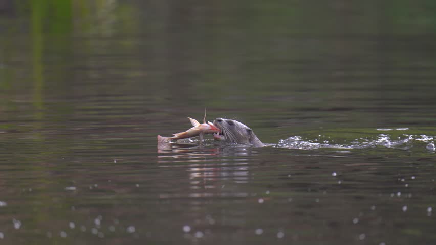 smooth-coated (Lutrogale perspicillata) watching in the forest.