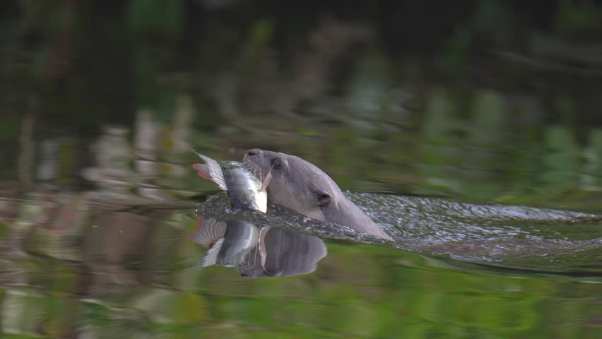 smooth-coated (Lutrogale perspicillata) watching in the forest.