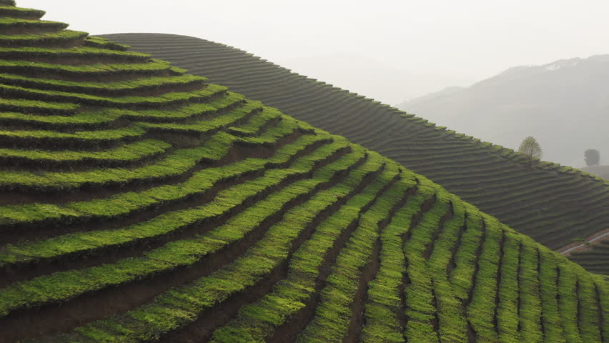 Side drone view of Lai Châu Tân Uyên tea fields, vibrant green terraces, natural hills, serene rural Vietnam.