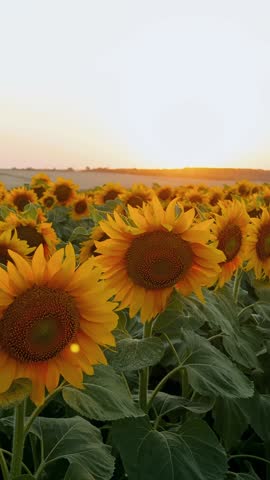 Vertical video close-up of sunflower showing petal texture and seed head. Field of sunflowers extends to horizon. Summer in countryside. Bright yellow sunflower with green leaves. Field of sunflowers