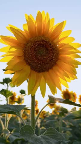 Close-up of sunflower head with visible seeds. Yellow petals radiating outwards. Field of sunflowers in background. Summer beauty. Vibrant yellow sunflower against soft blue sky