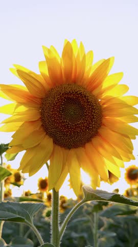 Vibrant sunflower in bloom against bright sky. Yellow petals surround dark center. Field of sunflowers in soft focus. Summer blossom. 