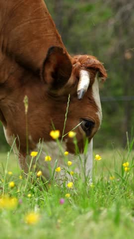 Cows eat grass. cows are grazing. Well-fed, well-groomed alpine cows, bulls and calves, with bells on their necks, graze in a flowery meadow, chewing juicy green grass. summer. animal husbandry.