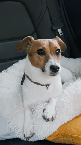 Vertical video dog sitting fluffy bed backseat, Jack Russell Terrier on road trip, small pet traveling in car, comfortable pet journey, relaxed dog car adventures, adorable dog travel. Pet care