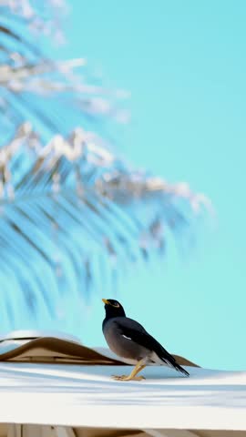 against the blue sky and palm trees, on the roof of a beach umbrella an exotic bird sits. Close-up.