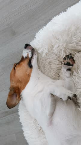 Vertical video close-up portrait Jack Russell Terrier dog sleeping sweetly during day on soft bed, twitching its paws and ears in warm house on floor. Caring for pets. Relax dog
