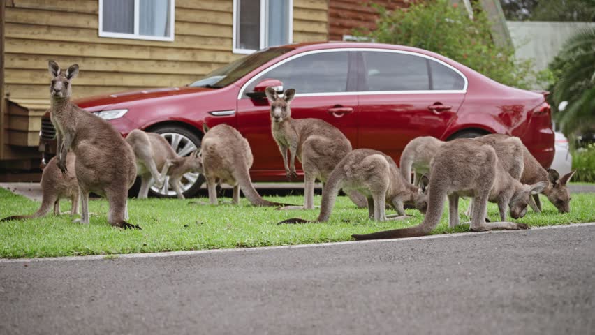 A group of kangaroos gathers on a patch of green grass near a suburban home, with a red car parked in the background. Some are grazing, while others stand alert, observing their surroundings.
