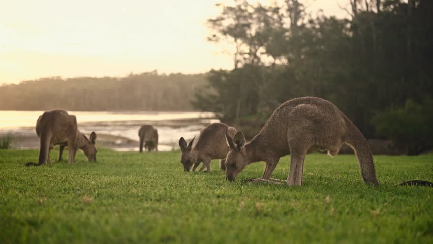 A family of kangaroos grazes peacefully on a pristine lawn during golden hour, their natural habitat framed by a winding river, lush vegetation, and warm sunset rays. This idyllic scene