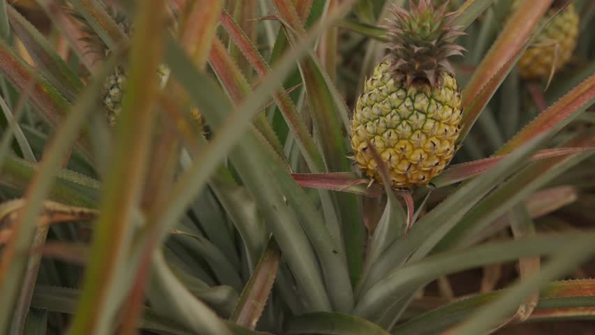 Ripe pineapples grow abundantly in the field, their golden fruit nestled among the green leaves, showcasing the rich yield of a well-tended tropical plantation. 4k video footage