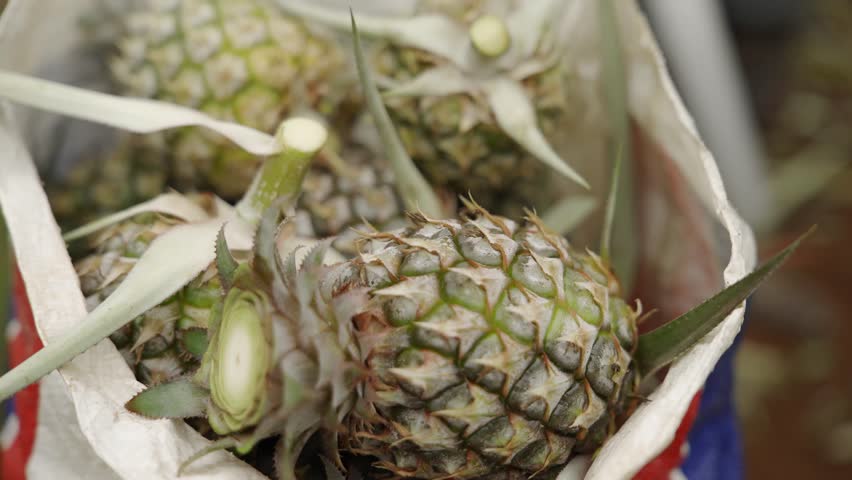 Freshly harvested pineapples are carefully cut from the field, ready to be packed and shipped. 4k video footage