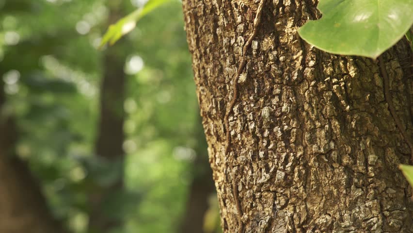 The camera pans, focusing on the towering trunk of a massive tree in the forest, highlighting its rough bark and the grandeur of nature’s silent strength. 4k video footage