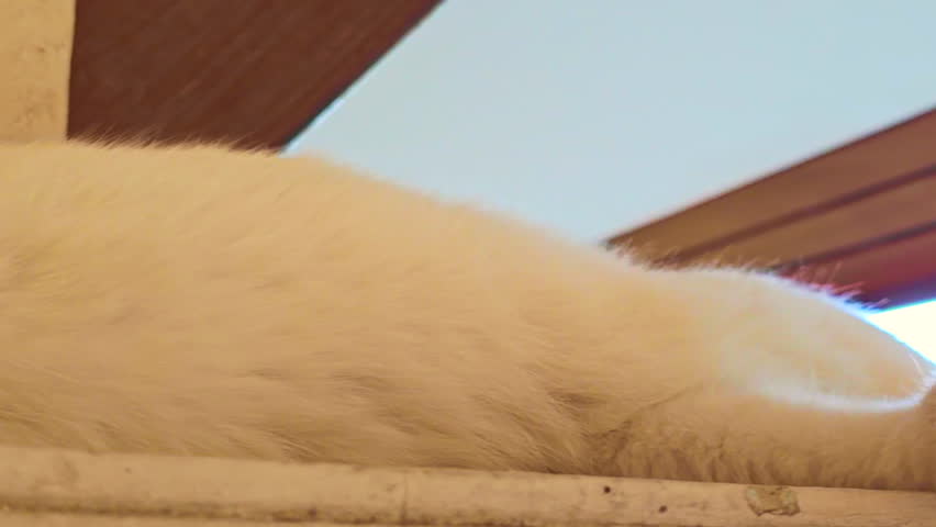 Animal Series : A white Thai cat is resting.Short hair cat. Native animals of Thailand. Lazy cat.