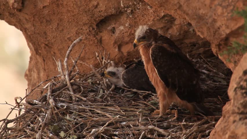 A juvenile Bonelli