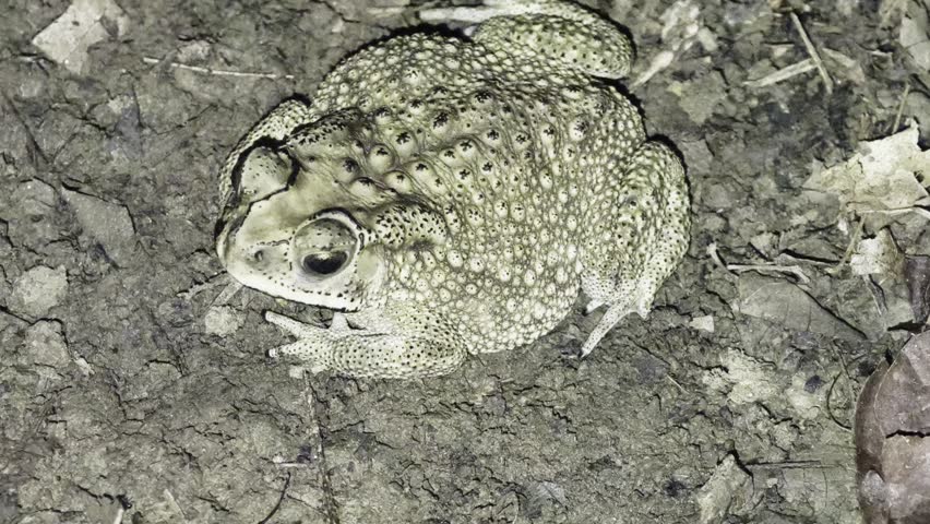 The kolong toad or house toad has the scientific name Bufo melanostictus Schneider. It is also known by several other names such as buduk toad (Btw.),scraped toad,and Asian (English) black spiny toad.