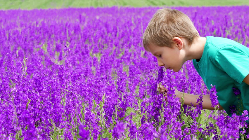 Young Boy Smells Violet Delphinium Flowers in Spring Field. Happiness Concept of Childhood in Beautiful Environment
