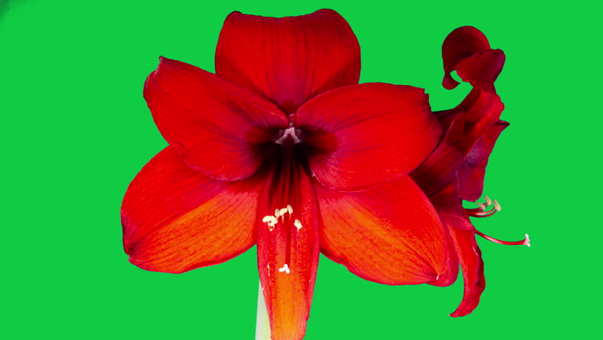 Red Hippeastrum Opens Flower in Time Lapse on a Green Background. Growth of Orange Amaryllis Flower Buds. Perfect Blooming Houseplant in Spring