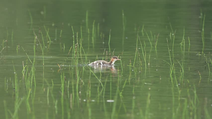 Horned Grebe duckling swimming alone through sparse lake grass on pond in Norway.