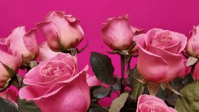 Beautiful arrangement of fresh pink roses with lush green leaves displayed against bright pink background, captured with dynamic crab shot camera movement emphasizing the elegant profile of these exqu - Powered by Shutterstock - Get 15% off with code: PIKWIZARD15