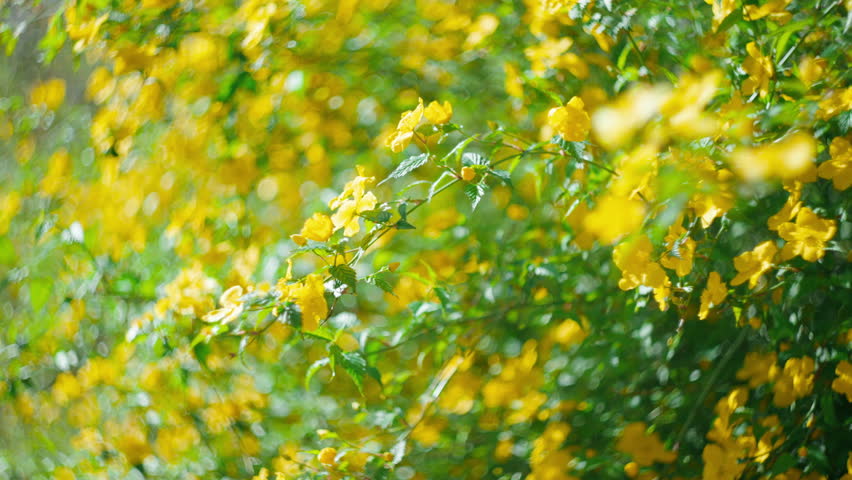 Bright Yellow Flowers, Japanese Kerria Blooming in Spring