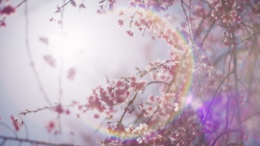 Shutterstock Video